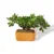 bonsai-de-jade-macho