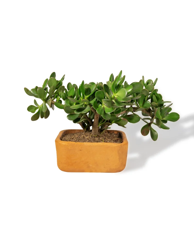 bonsai-de-jade-macho