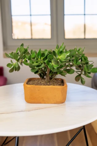bonsai-de-jade-macho-en-matera-de-arcilla