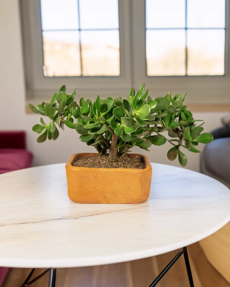 bonsai-de-jade-macho-en-matera-de-arcilla