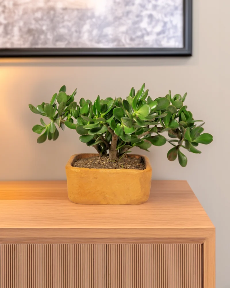 bonsai-de-jade-macho-en-matera-de-arcilla-sala-nocturna