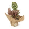 calathea-makoyana