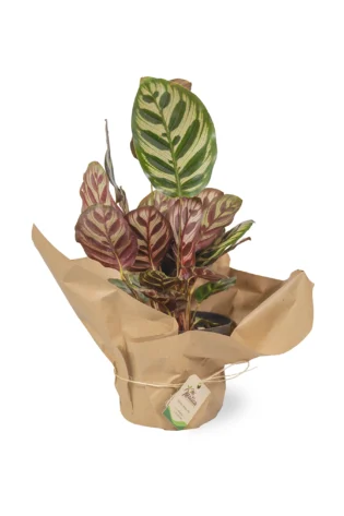 calathea-makoyana