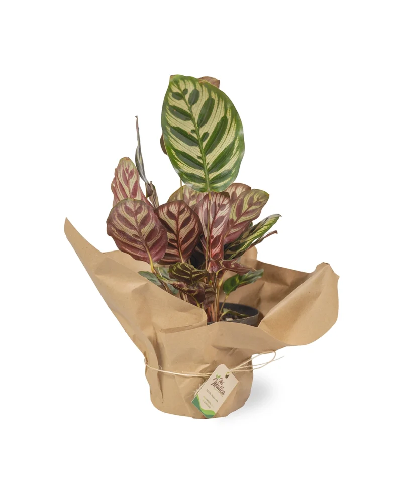 calathea-makoyana