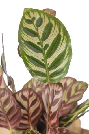 calathea-makoyana-regalo-mi-matica-enfoque-pavo