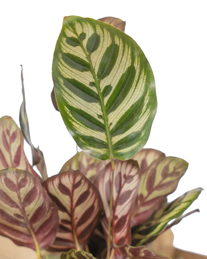 calathea-makoyana-regalo-mi-matica-enfoque-pavo