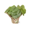calathea-orbifolia