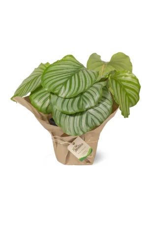 calathea-orbifolia