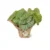 calathea-orbifolia