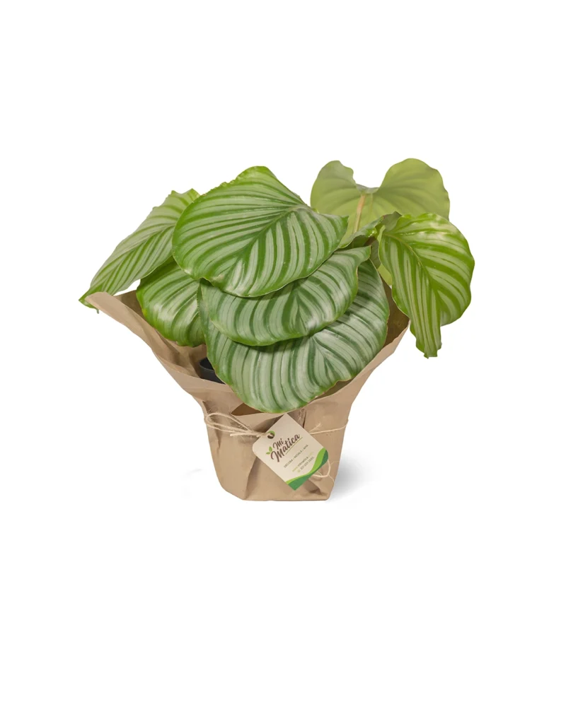 calathea-orbifolia