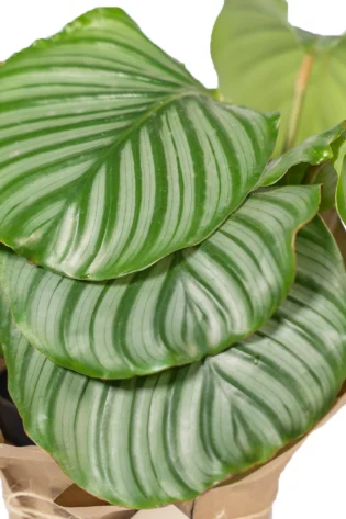 calathea-orbifolia-fondo-blanco-para-regalo-enfoque