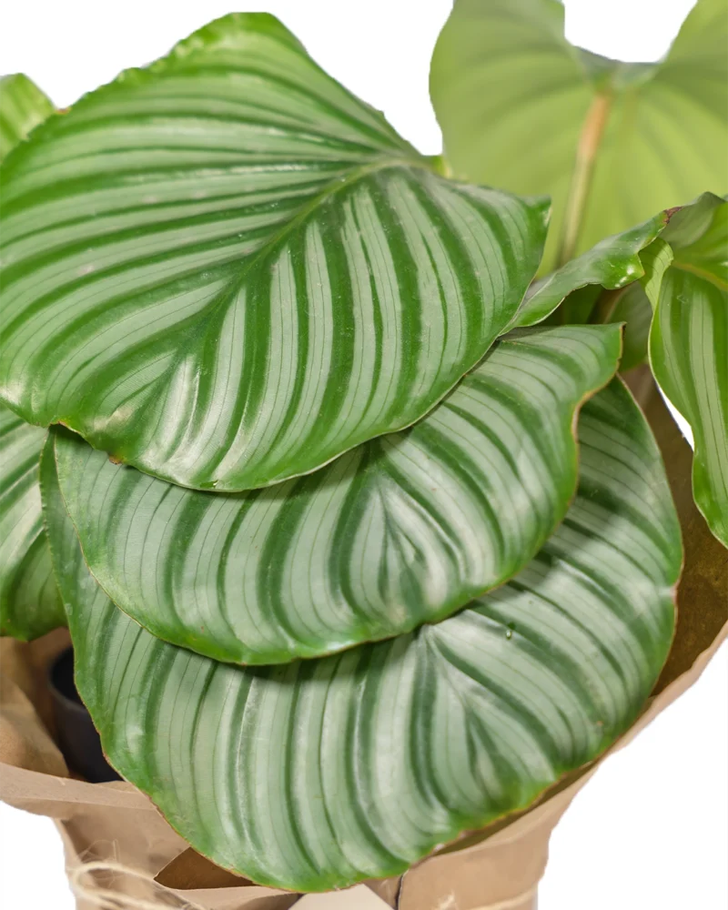 calathea-orbifolia-fondo-blanco-para-regalo-enfoque