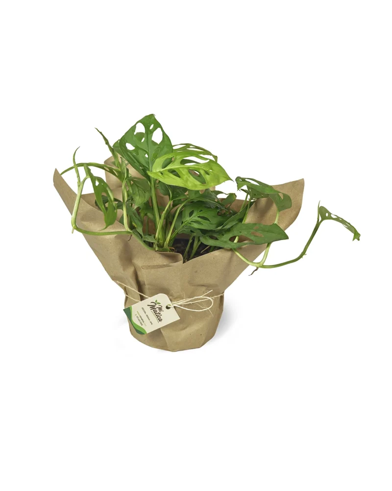 hoja-rota