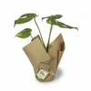 monstera-thai-constellation