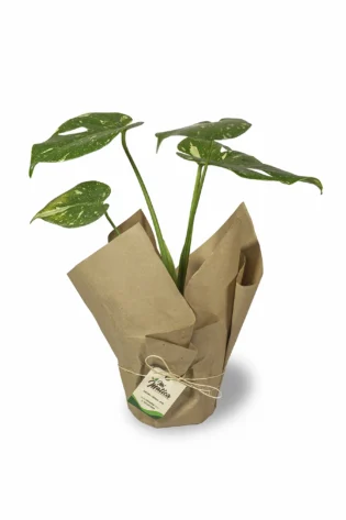 monstera-thai-constellation
