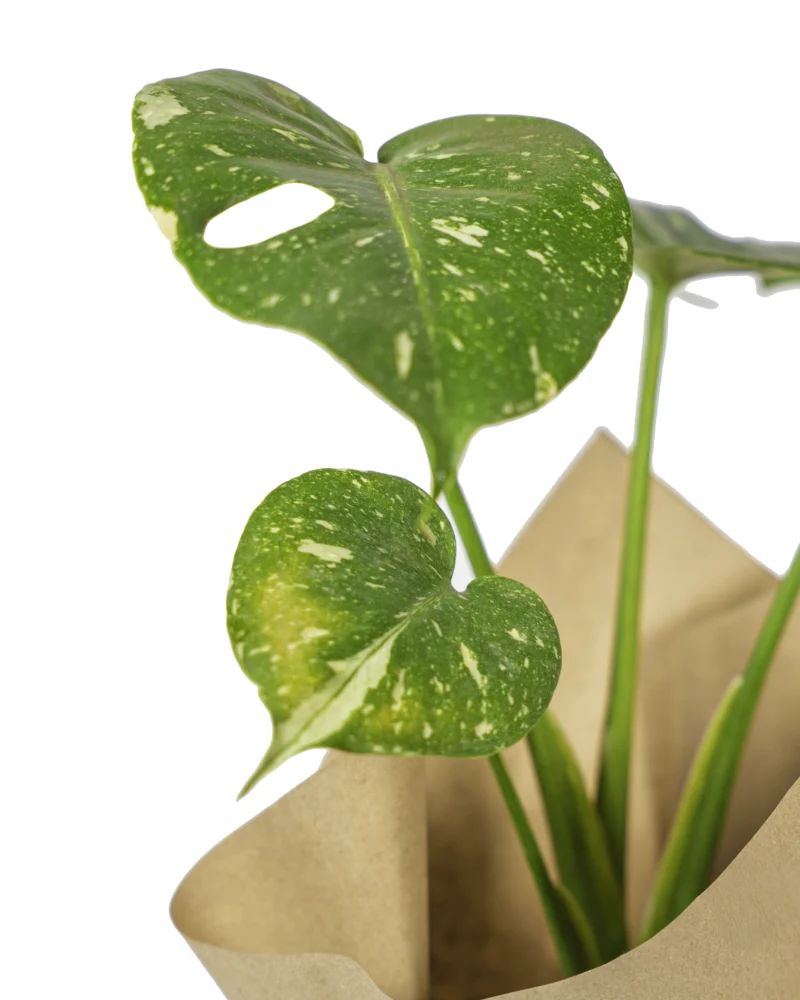 monstera-thai-constellation-enfoque