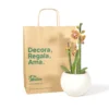 orquidea-baby-salmon-en-matero-esfera