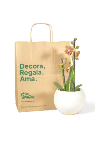 orquidea-baby-salmon-en-matero-esfera