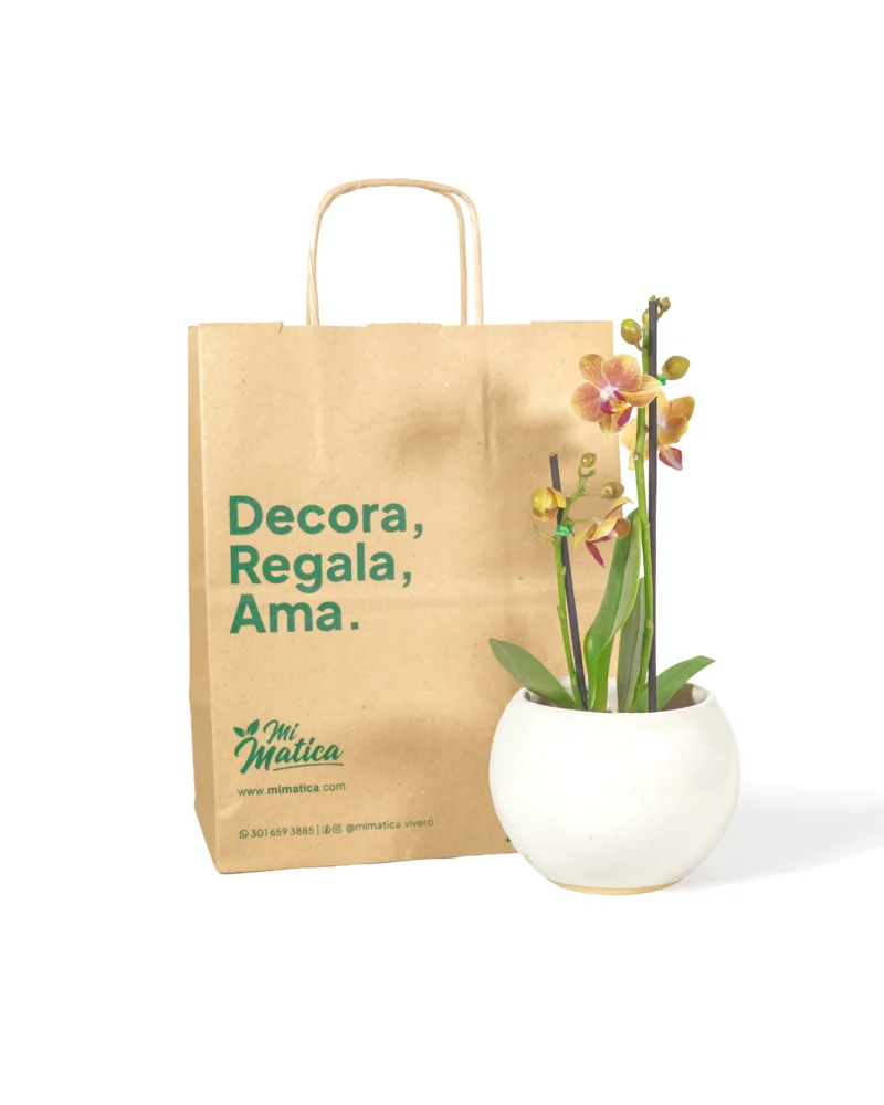orquidea-baby-salmon-en-matero-esfera