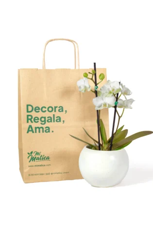 orquidea-baby-blanca-en-matera-esfera