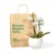orquidea-baby-blanca-en-matera-esfera