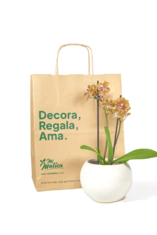 Orquídea Baby Estriada Amarilla en Matera Esfera
