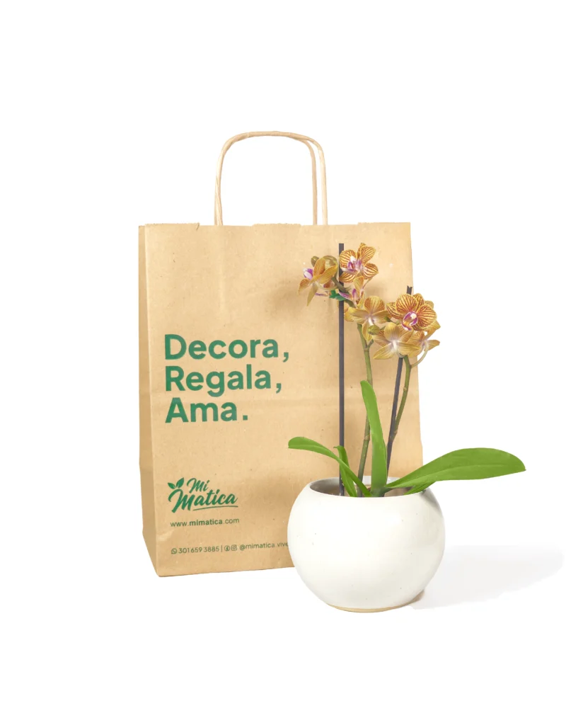Orquídea Baby Estriada Amarilla en Matera Esfera