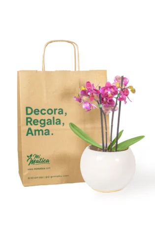 orquidea-baby-blanca-en-matera-esfera