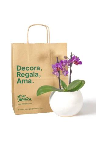 orquidea-baby-morada-en-matera-esfera