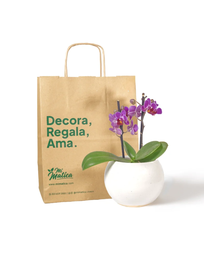 orquidea-baby-morada-en-matera-esfera