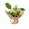 philodendron-birkin