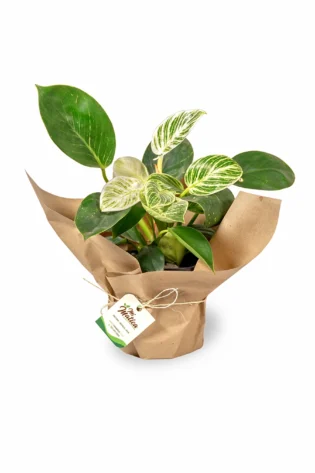 philodendron-birkin