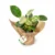 philodendron-birkin