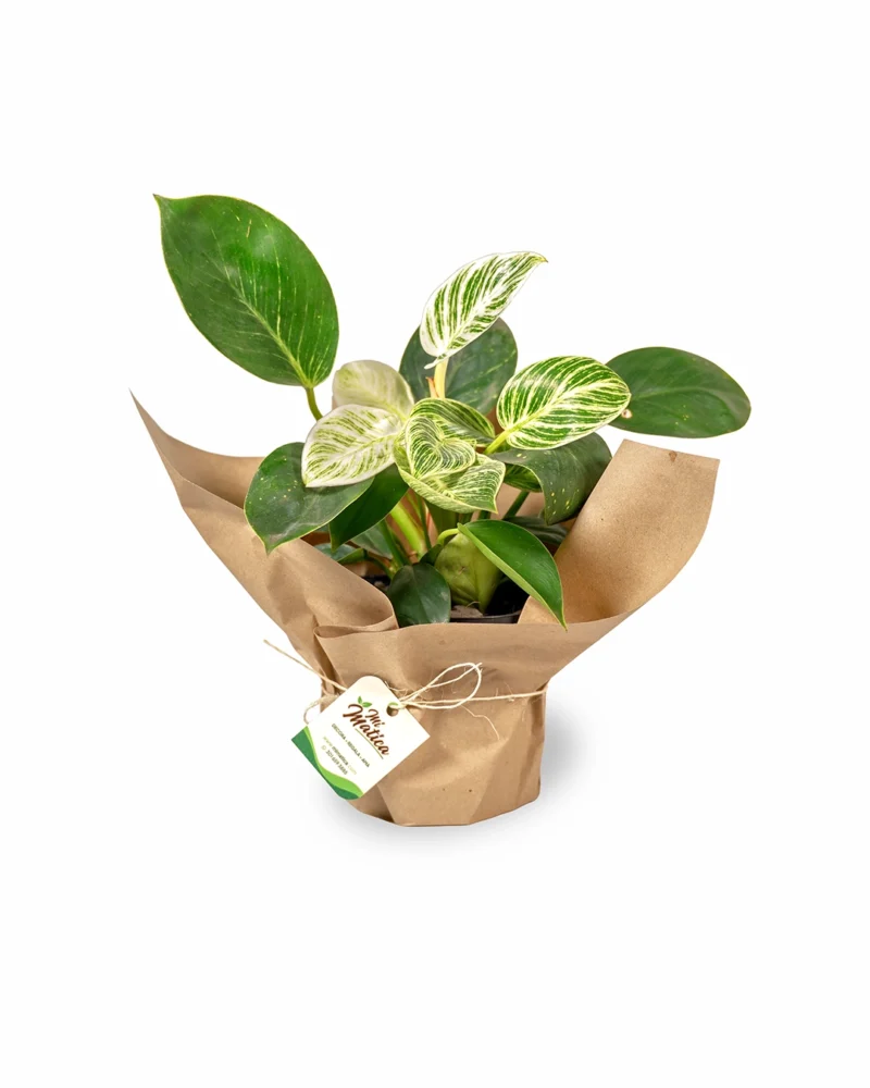 philodendron-birkin