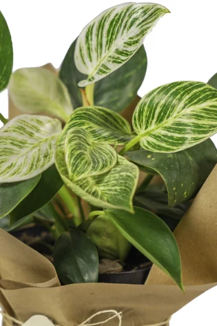 philodendron-birkin-enfoque