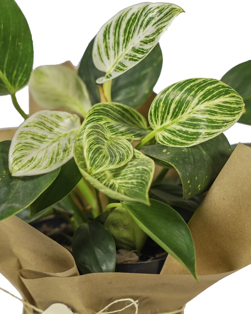 philodendron-birkin-enfoque