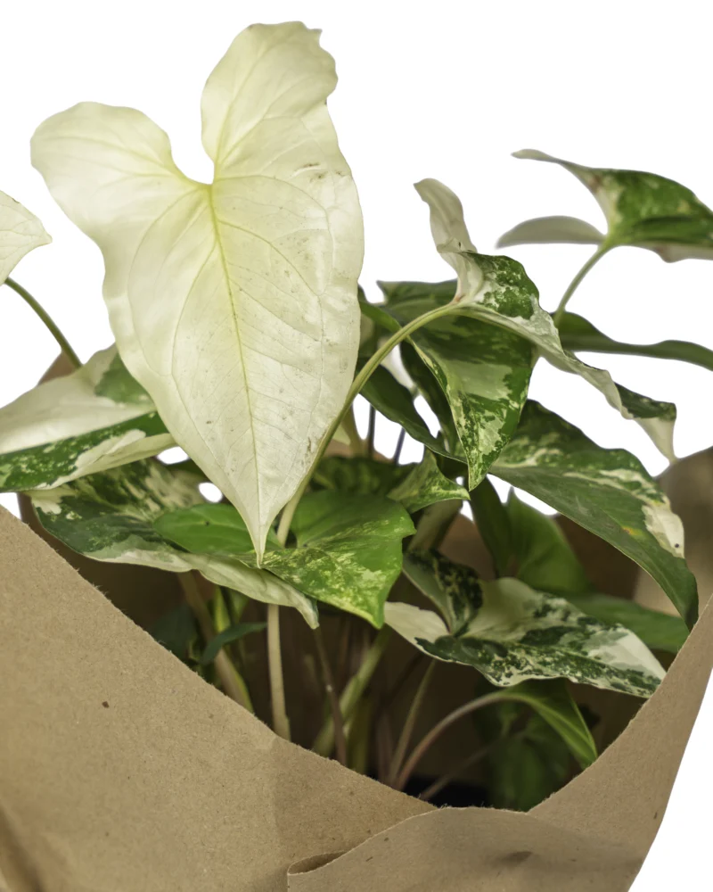 singonio-albo-variegado-enfoque-mi-matica-regalo