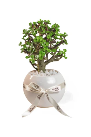 Bonsai mini jade hembra