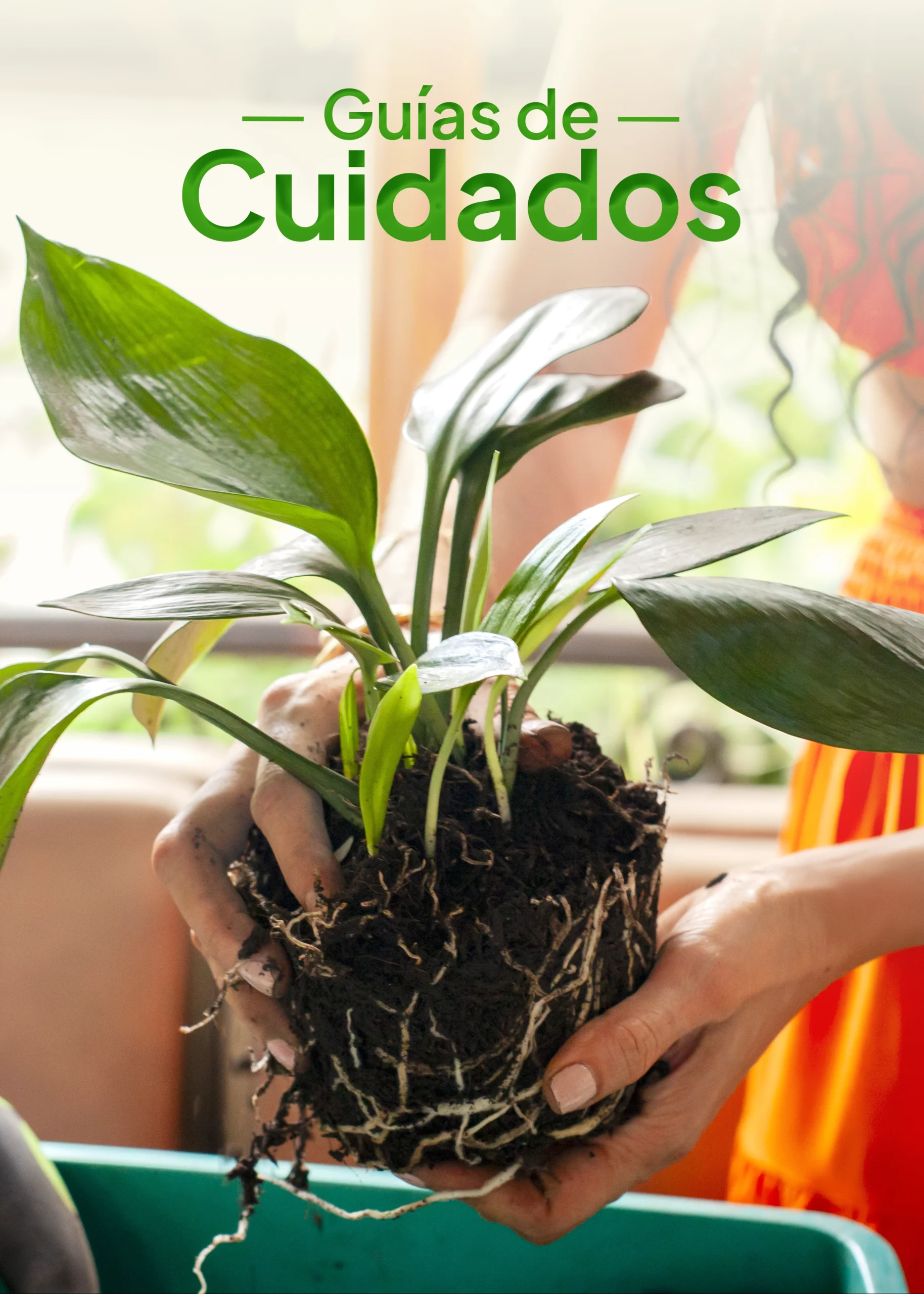 guia de cuidados para plantas