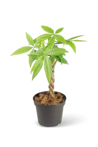 Árbol del Dinero Pachira