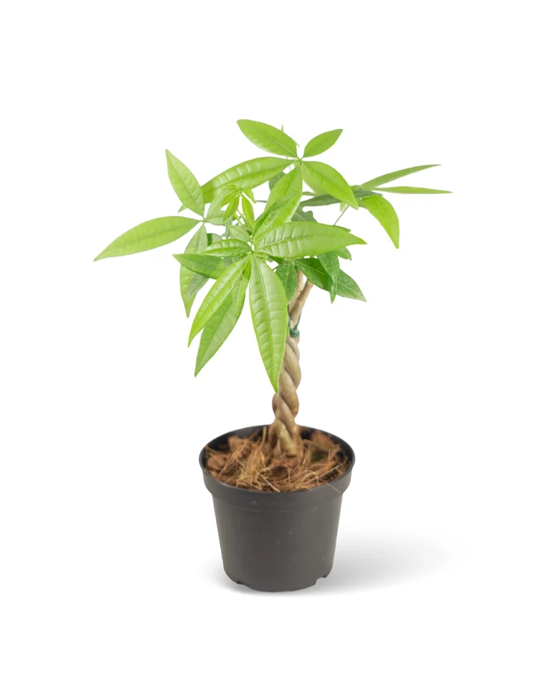 Árbol del Dinero Pachira