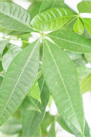 Árbol del Dinero Pachira enfoque