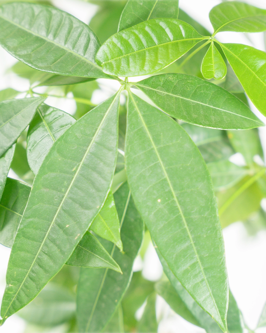 Árbol del Dinero Pachira enfoque