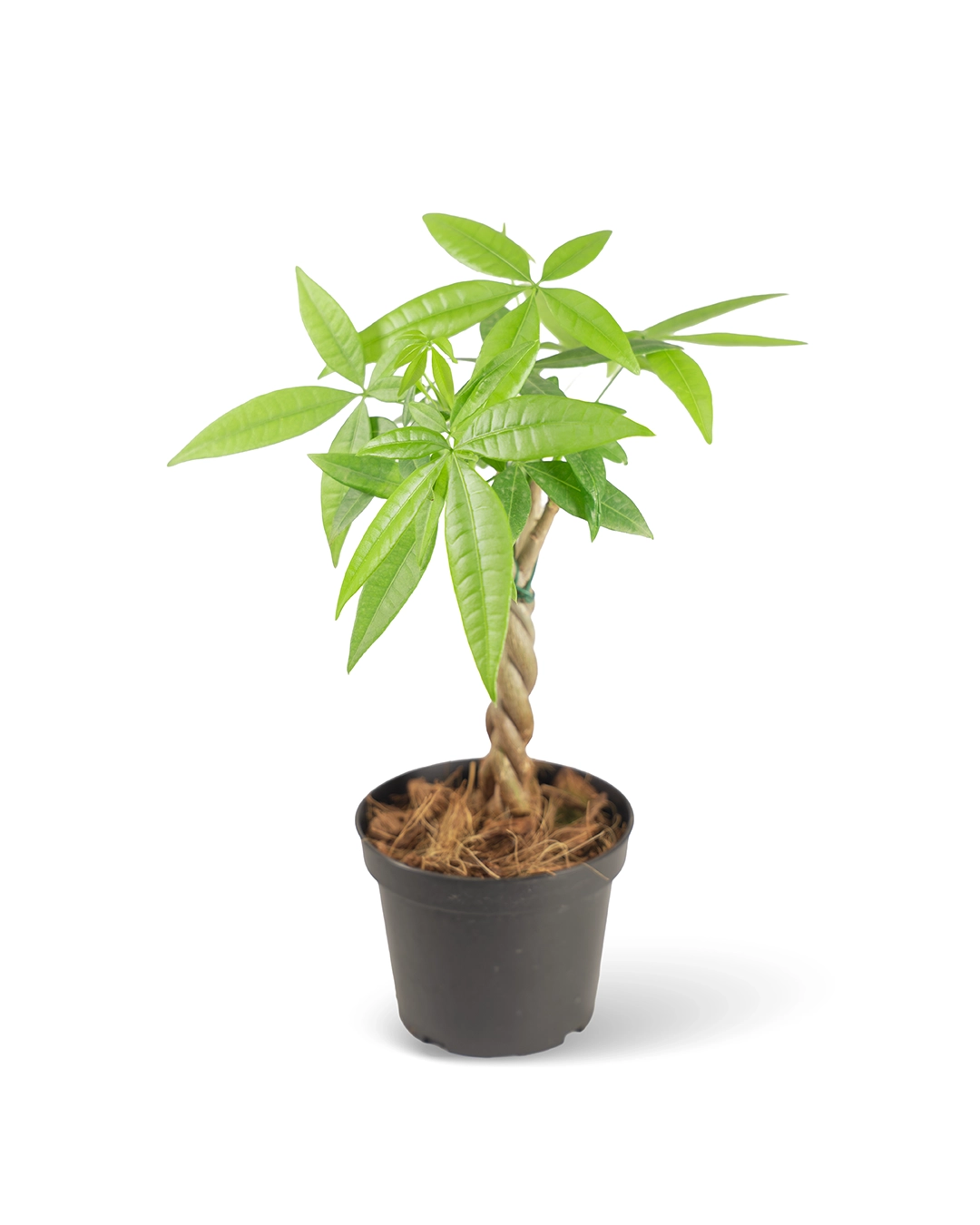 Árbol del Dinero Pachira