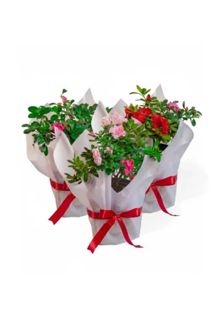 biflora