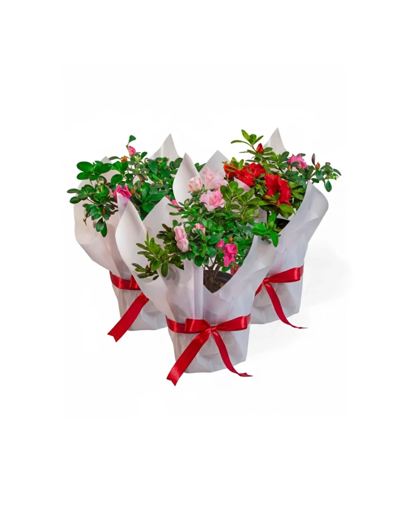 biflora