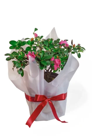 biflora-fucsia
