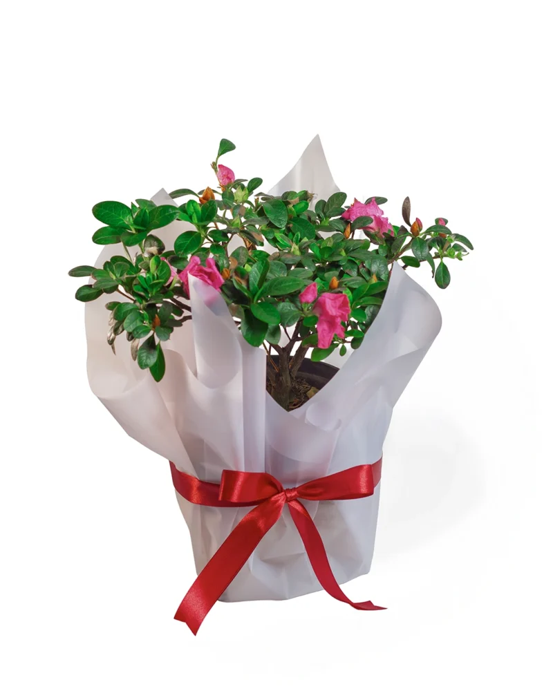 biflora-fucsia