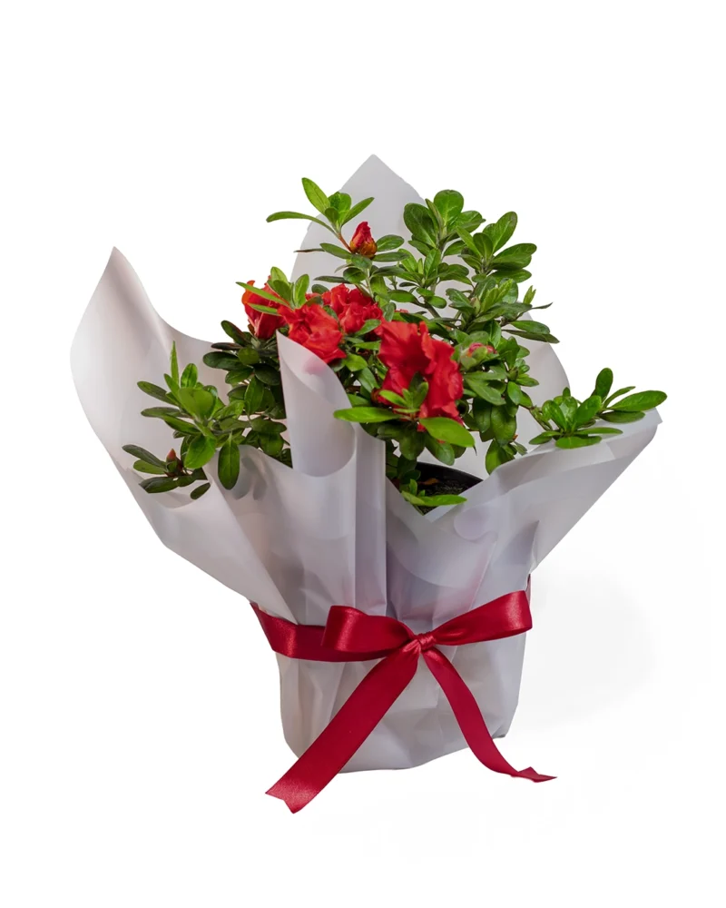 biflora-roja