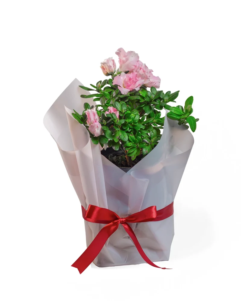 biflora-rosada